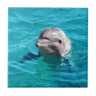 Delphin im blaues Wasser-Foto Fliese