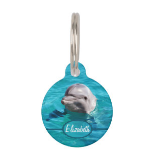 Delphin im blaues Wasser-Foto Tiernamensmarke