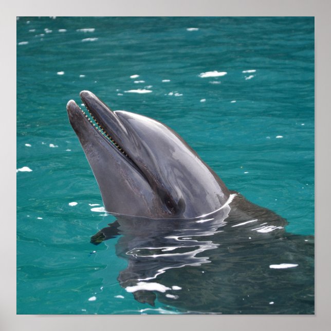 Delphin in Grün Poster (Vorne)