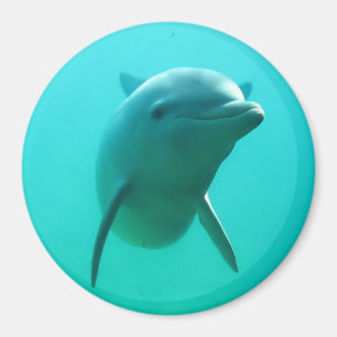 Delphin Magnet