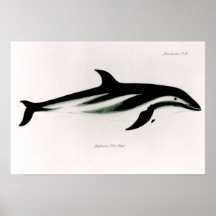 Delphin Poster