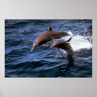 Delphin Poster