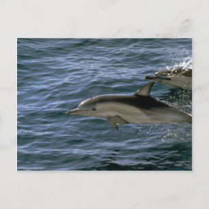 Delphin Postkarte