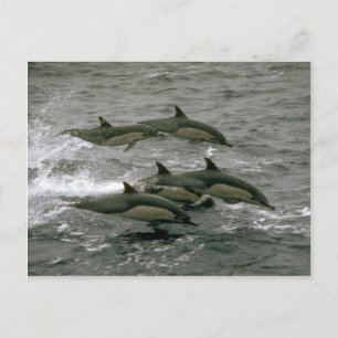 Delphin Postkarte