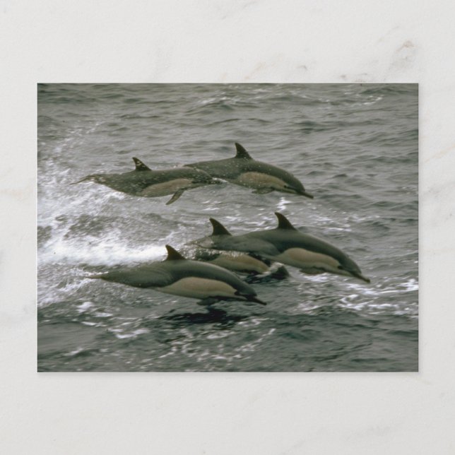 Delphin Postkarte (Vorderseite)