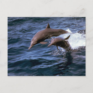 Delphin Postkarte