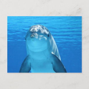 Delphin Postkarte