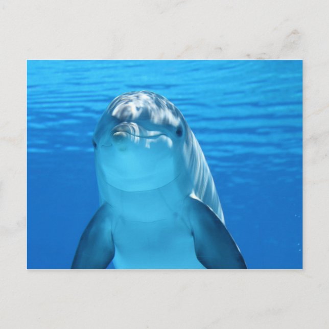 Delphin Postkarte (Vorderseite)
