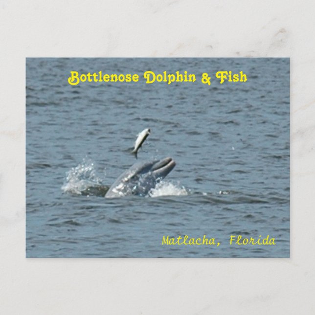 Delphin spielt mit Fisch Postkarte (Vorderseite)