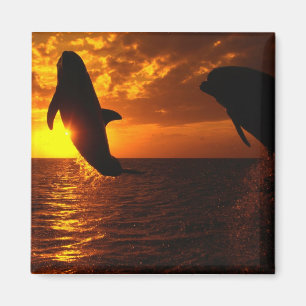 Delphin-Symphonie am Sonnenuntergang Magnet