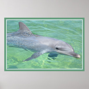 Delphindruck-Prämienglanz Poster