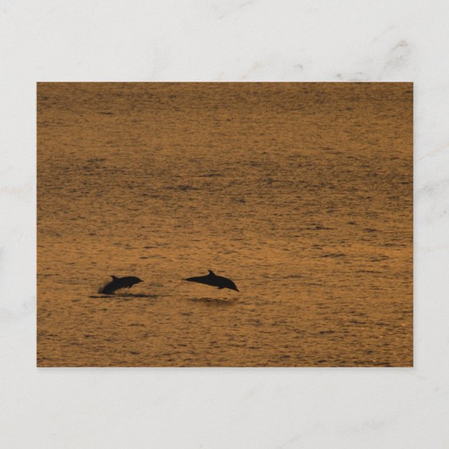 Delphine bei Sonnenuntergang Postkarte (Vorderseite)