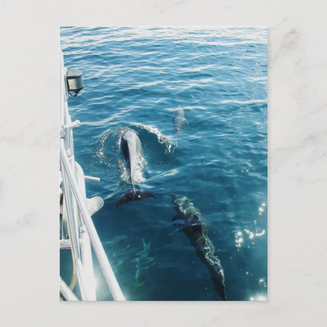 Delphine Bowride Postkarte (Vorderseite)