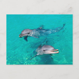 Delphine Postkarte