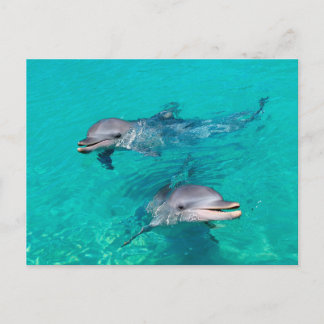 Delphine Postkarte