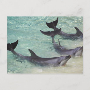 Delphine, Sea World, Gold Coast, Queensland, Postkarte