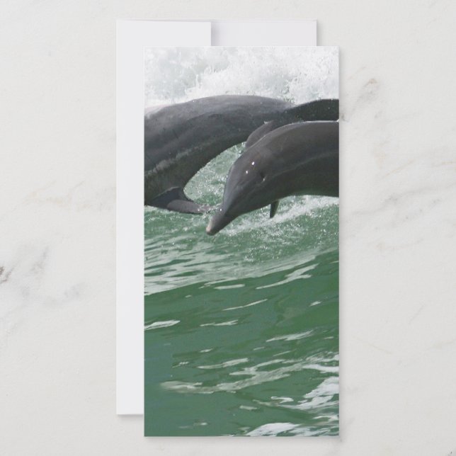 Delphine springen (Vorderseite)