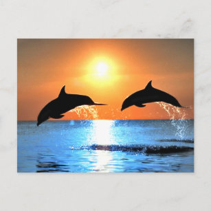 Delphine springen postkarte