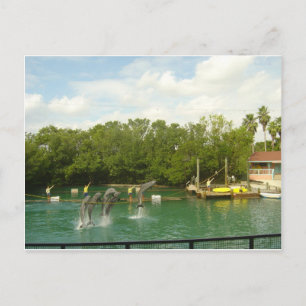 Delphine tanzen in Miami Postkarte