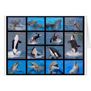 Delphine und Killerwale