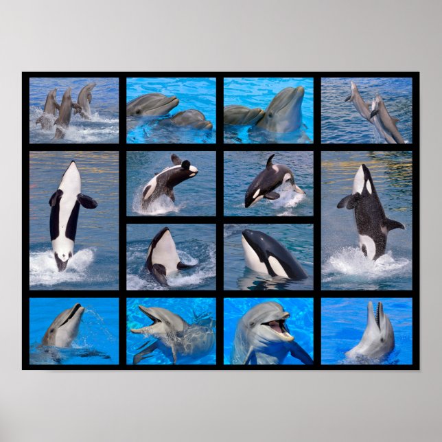 Delphine und Killerwale Poster (Vorne)