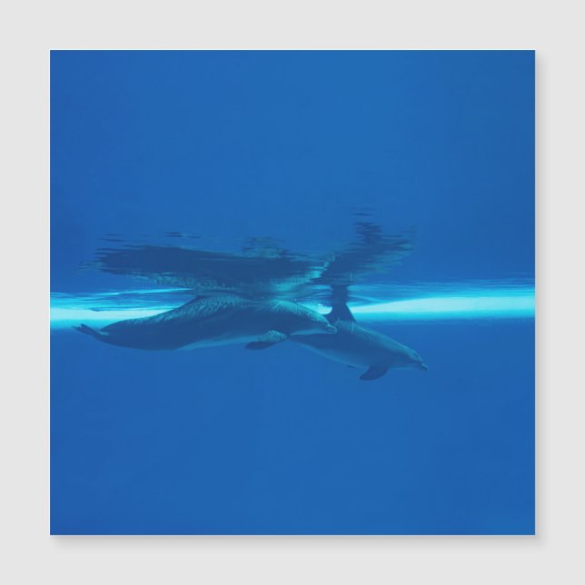 Delphine und Reflexionen Magnetkarte (Vorderseite)