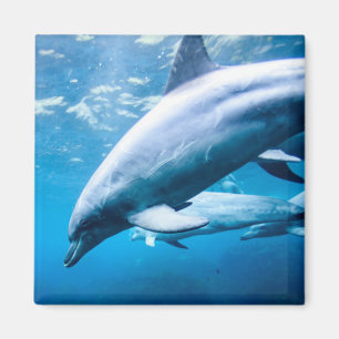 Delphine Unterwasser Magnet