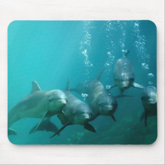 Delphine Unterwasser Mousepad