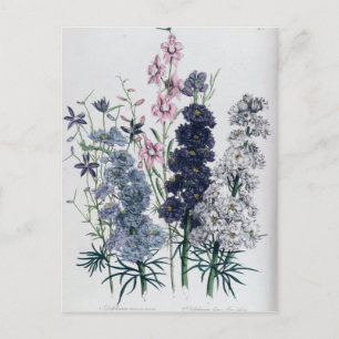 Delphinien aus dem "Garten der Damen"-Blumen Postkarte