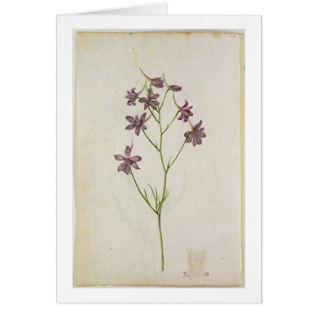 Delphinium ajacis, c.1568 (Vorne)