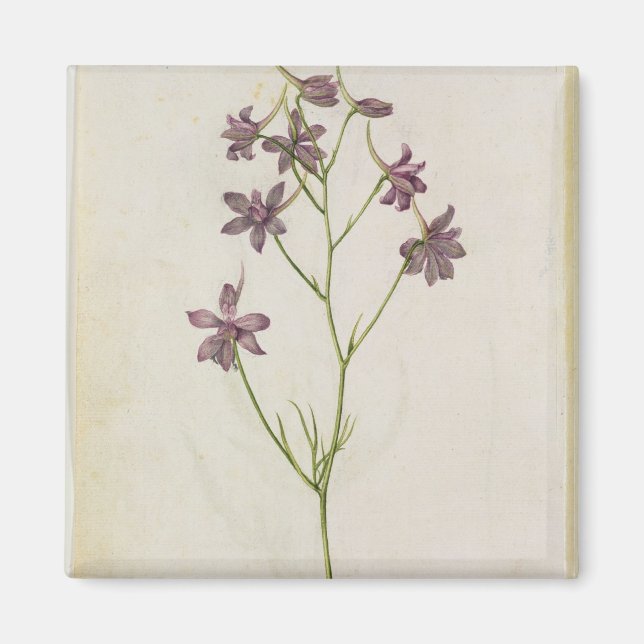 Delphinium ajacis, c.1568 magnet (Vorne)