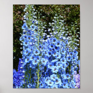 Delphinium Blume Gartengarten Poster