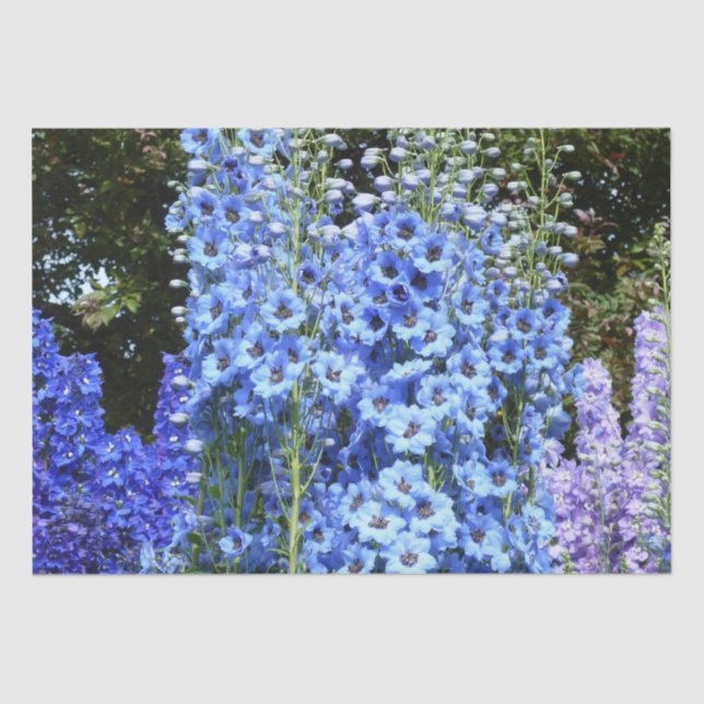 Delphinium Blume Gartengarten Seidenpapier (Vorderseite)