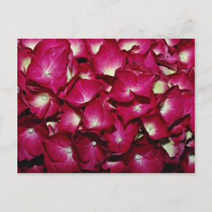 Delphinium-Blume Postkarte