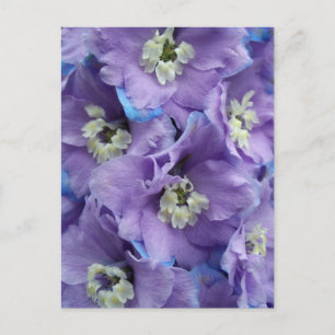 Delphinium Morning Light Postkarte