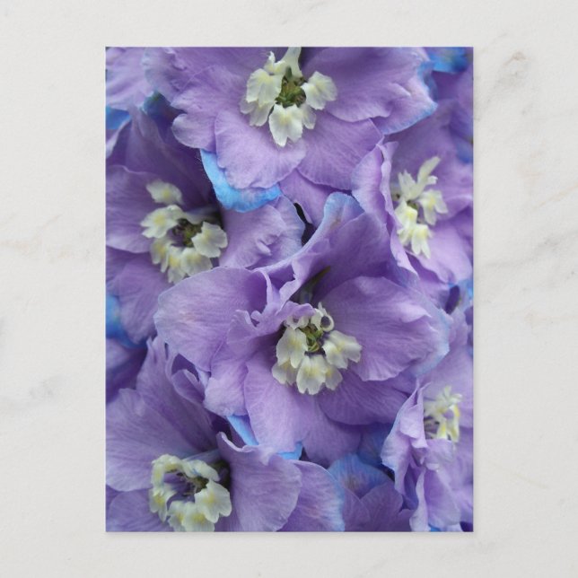 Delphinium Morning Light Postkarte (Vorderseite)