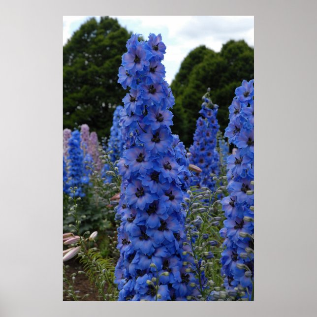 Delphinium Poster (Vorne)