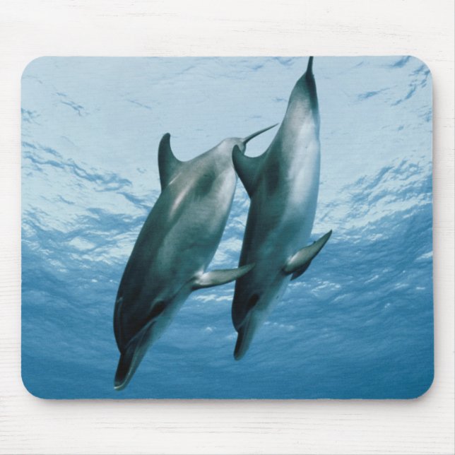 Delphinpaare Mousepad (Vorne)