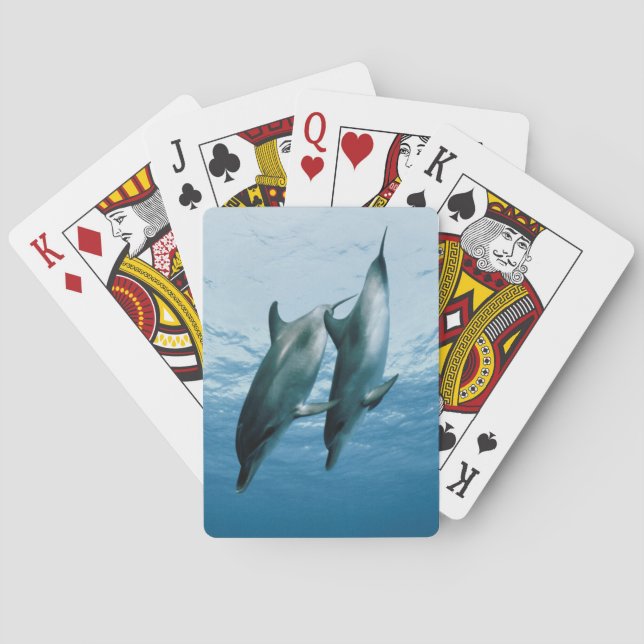 Delphinpaare Spielkarten (Rückseite)