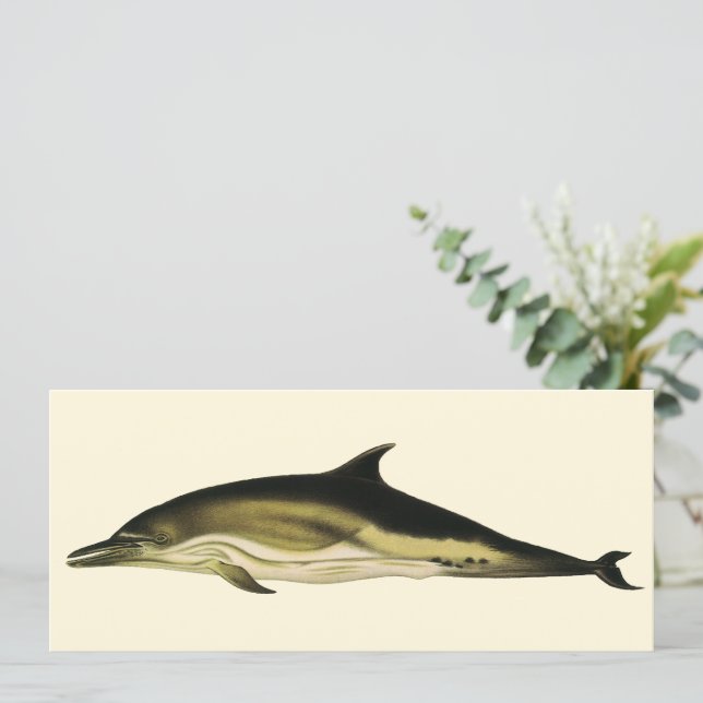 Delphinus Delphis, Vintage Meeressäugetiere (Stehend Vorderseite)