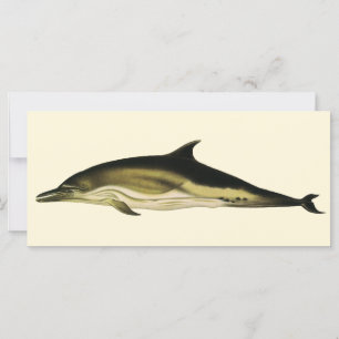 Delphinus Delphis, Vintage Meeressäugetiere