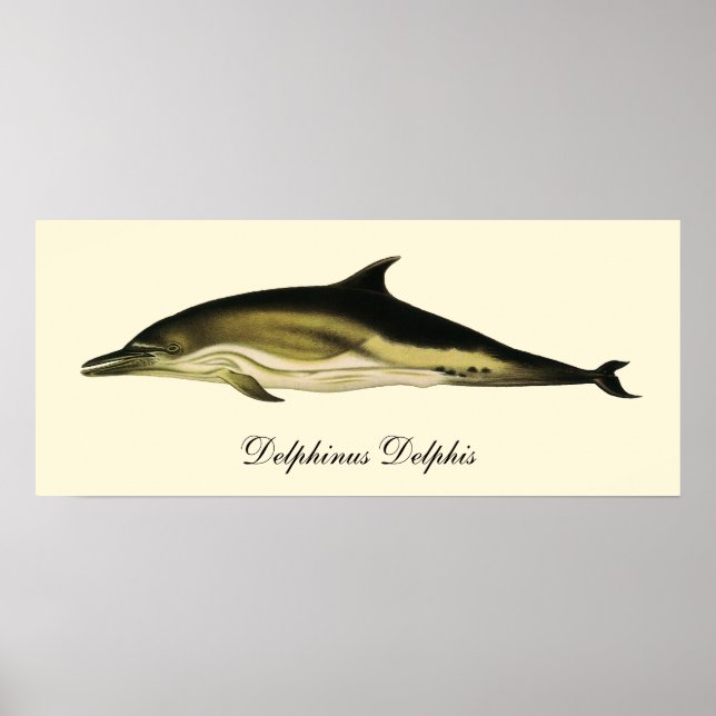 Delphinus Delphis, Vintage Meeressäugetiere Poster (Vorne)