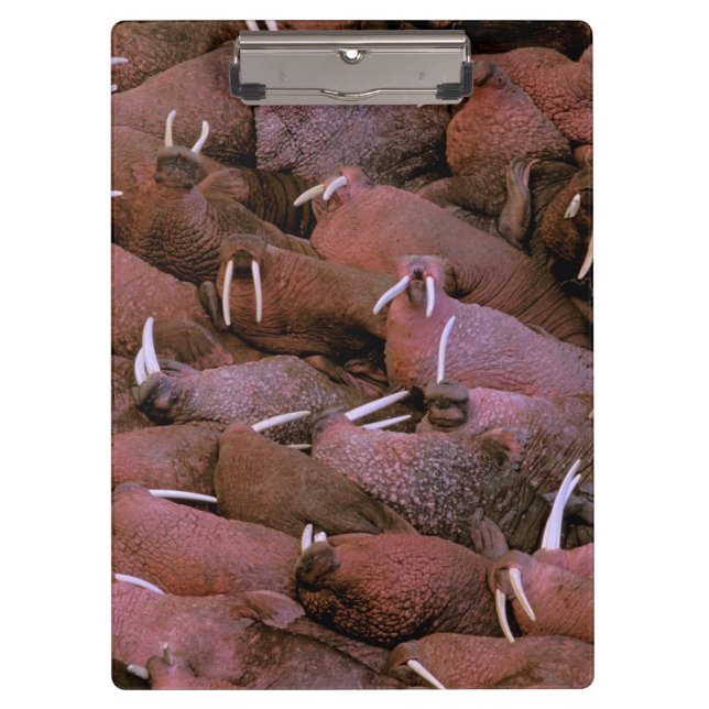 Deltastaatsangehöriger Nordamerikas, USA, Alaska, Klemmbrett (Vorderseite)