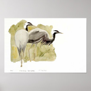 Demoiselle Cranes Poster