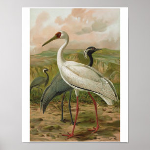 Demoiselle und sibirische Krane Vintager Vogel Poster