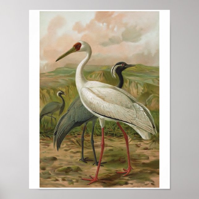 Demoiselle und sibirische Krane Vintager Vogel Poster (Vorne)