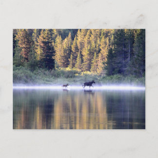 Den Nebel überqueren Postkarte