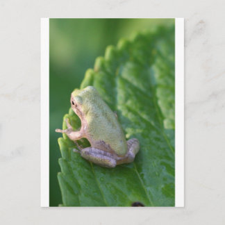 Den Sonnenuntergang beobachten Postkarte