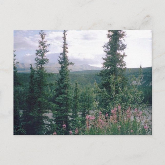 Denali, Alaska Postkarte (Vorderseite)