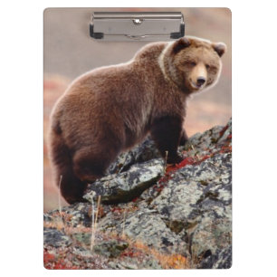 Denali Braunbär Klemmbrett